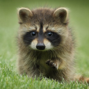 midnightstar-90 avatar