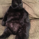 midnightthefat avatar