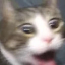 midsummernightsdeath avatar