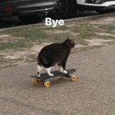 midsummernightsdreamwildchild avatar