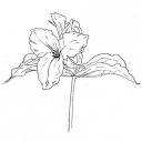 midwest-sunsets avatar