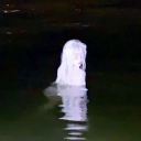 midwesternwolf avatar