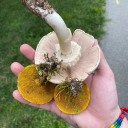 midwestmushrooms avatar