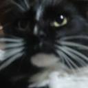 mielysusgatos avatar
