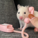 mierda-por-un-tubo avatar