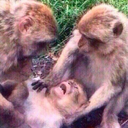 mierdaconchoclo avatar