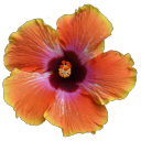 miffffy avatar