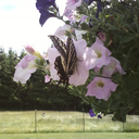 mightyacecakes avatar