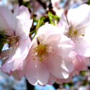 mightybearcat avatar