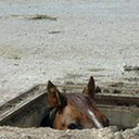 mightyhorseror avatar