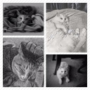 mightykoolkatkathryn avatar