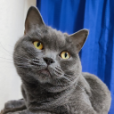 mightywingoose avatar