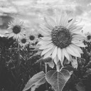 mika-ohso-lovely avatar