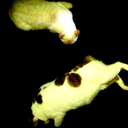 mikideath-blog avatar