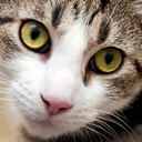 mikiyoshiuzuki avatar