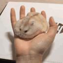 mikkythehamster avatar