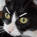 mikollakokinko avatar