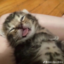 mikothefennecdeer avatar