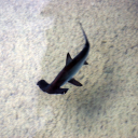 miku-and-sharks avatar