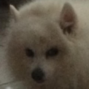 miku-ball-huyu avatar