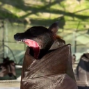 mild-dissapointment avatar