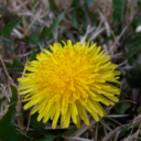 mildmeadows-blog avatar