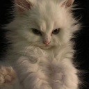 mildseratonin avatar