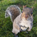 miles-not-morales avatar