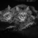 milesanddewey avatar