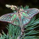 milflifecrisis avatar