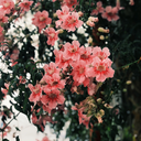 miliolivaresb avatar