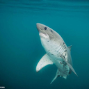 milk-is-nutritious avatar