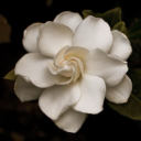 milkcarton4ngel avatar