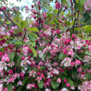 milkmanmornings avatar