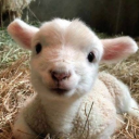 milky-milkoo avatar