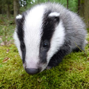 millemelesmeles avatar