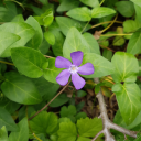 millie-r-carpenter avatar