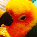 milliebirb avatar