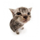 millielovesorcas avatar