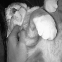 millionmarshmellon avatar