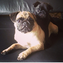 millionpugs avatar