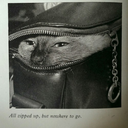 millymacauley avatar