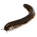 milomillipede avatar