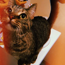 mimi-eats-carbs avatar