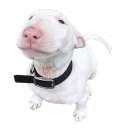 minasaikoarigatou avatar