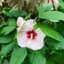 mindonmymonet avatar