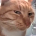 minglethebingle avatar