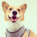 minho-corgi-blog avatar