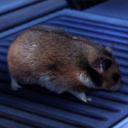 miniature-space-hamster avatar