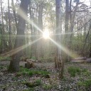 miniatureeggsfirehound avatar